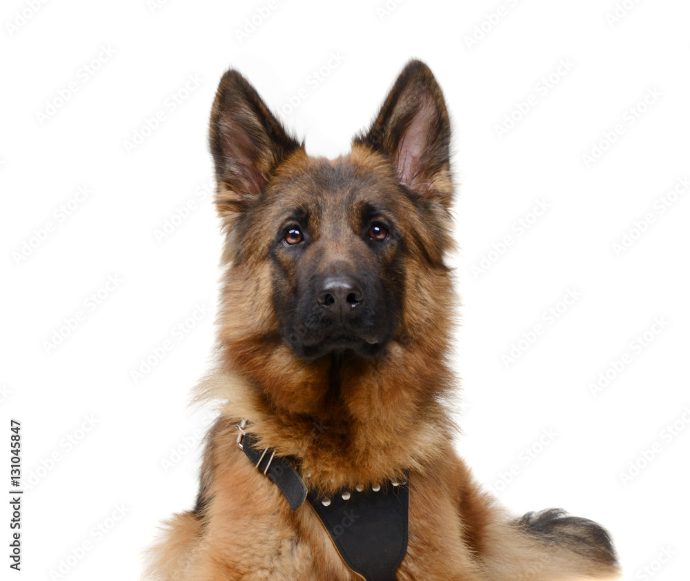 Close up Portrait of a Young Fluffy German Shepherd Dog Looking to the Camera. Two Years Old Pet. Close up Portrait of a Young Fluffy German Shepherd Dog Looking to the Camera. Two Years Old Pet.