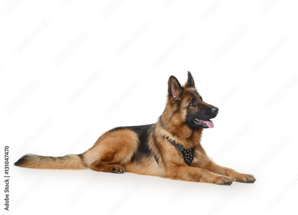 Young Fluffy German Shepherd Dog lying against white background. Two Years Old Pet.