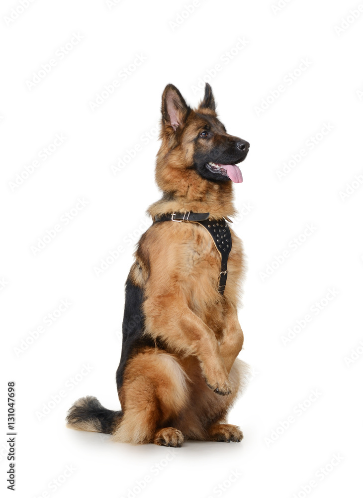 Portrait of a Young Fluffy German Shepherd Dog Standing on its hind legs against white background. Two Years Old Pet. Portrait of a Young Fluffy German Shepherd Dog Standing on its hind legs against white background. Two Years Old Pet.