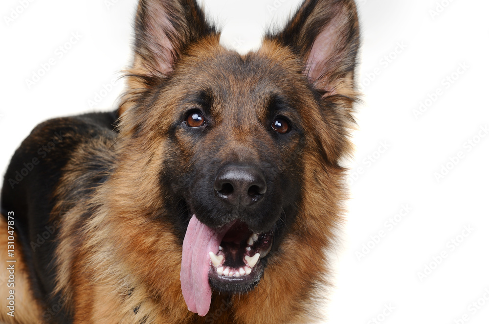 Close up Portrait of a Young Fluffy German Shepherd Dog Looking to the Camera. Two Years Old Pet. Close up Portrait of a Young Fluffy German Shepherd Dog Looking to the Camera. Two Years Old Pet.