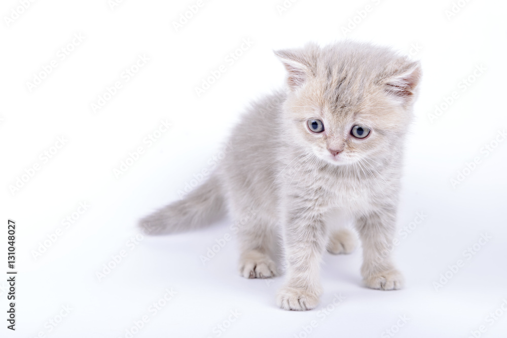 British breed kitten on a white background