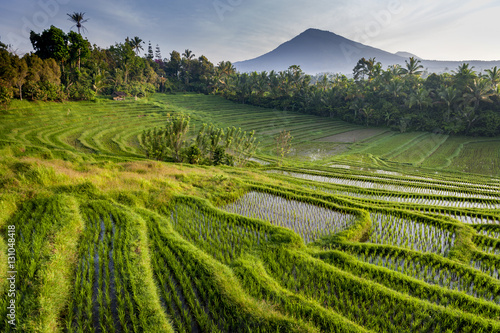 Bali Rice Fields. Wioska Belimbing na Bali oferuje jedne z najpiękniejszych i najbardziej spektakularnych tarasów ryżowych w całej Indonezji. Poranne światło to wspaniały czas na fotografowanie krajobrazu.