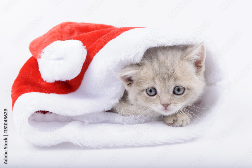 British cat in a red Santa's cap on a white background