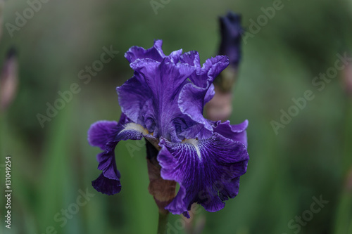 Great close-up of a pretty blue flower with a green background