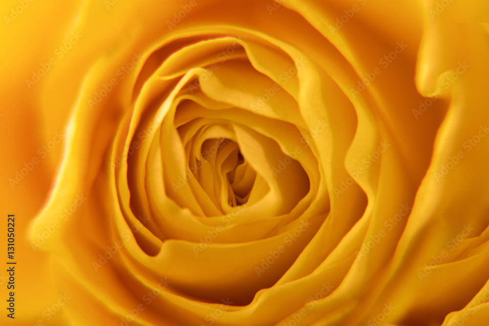 Yellow rose close up Yellow rose close up