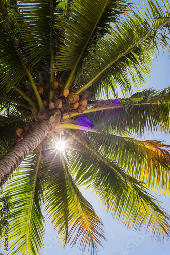look up into the green fronds of a tropical palm tree