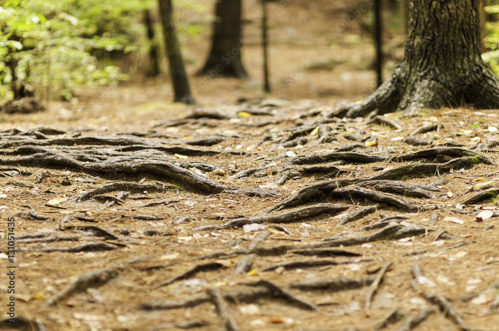 Fototapeta premium Tree roots on trail