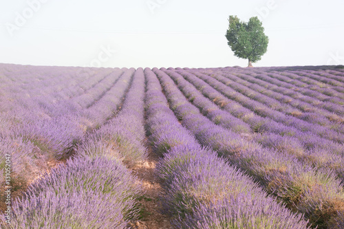 Lavender field in summer with heart-shaped tree in background.