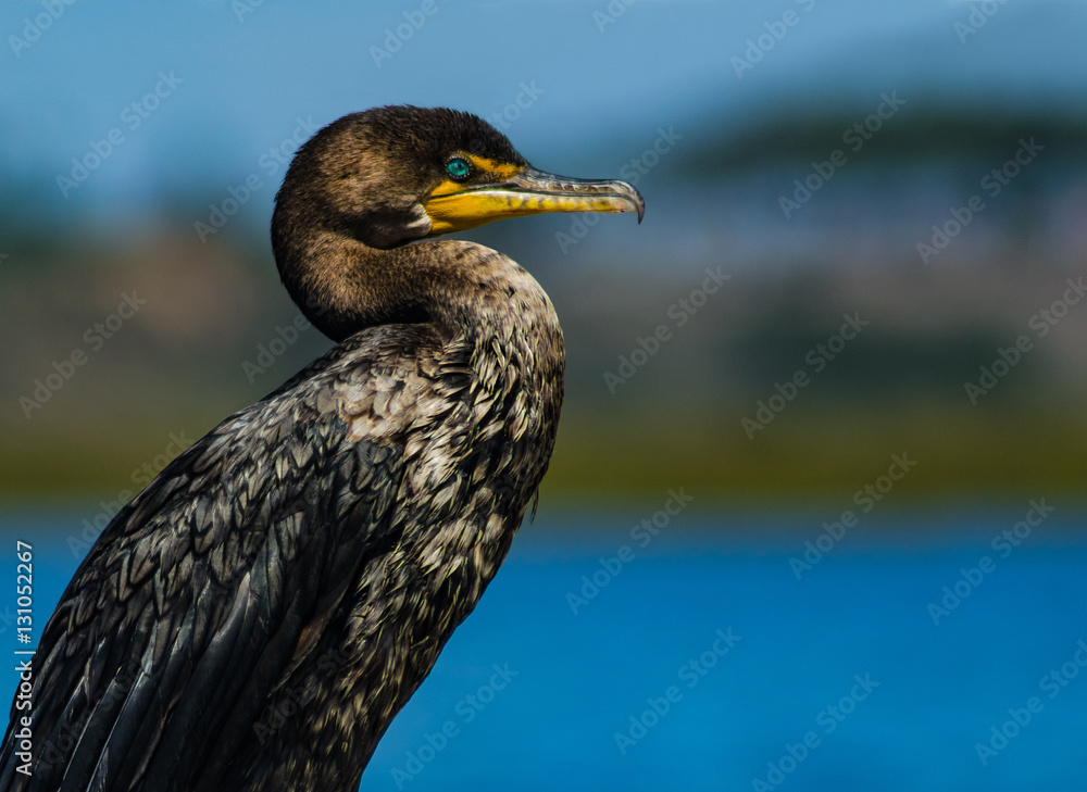 Elegant portrait of a  Double Crested Cormorant against a blue sky
