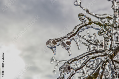 Dogwood in ice storm © Kathleen Perdue