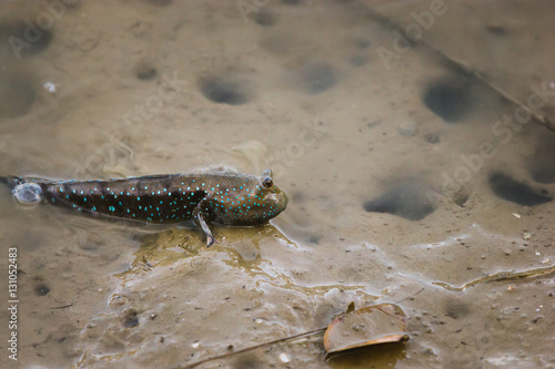 Mudskipper on the mud