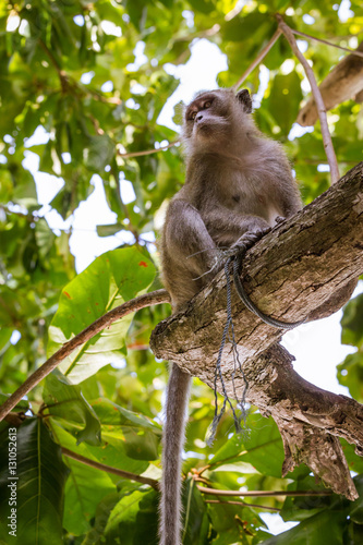 Monkey seated on a tree branch