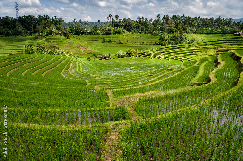 Bali Rice Fields. The village of Belimbing, Bali, boasts some of the most beautiful and dramatic rice terraces in all of Indonesia. Morning light is a wonderful time to photograph the landscape. Bali Rice Fields. The village of Belimbing, Bali, boasts some of the most beautiful and dramatic rice terraces in all of Indonesia. Morning light is a wonderful time to photograph the landscape.