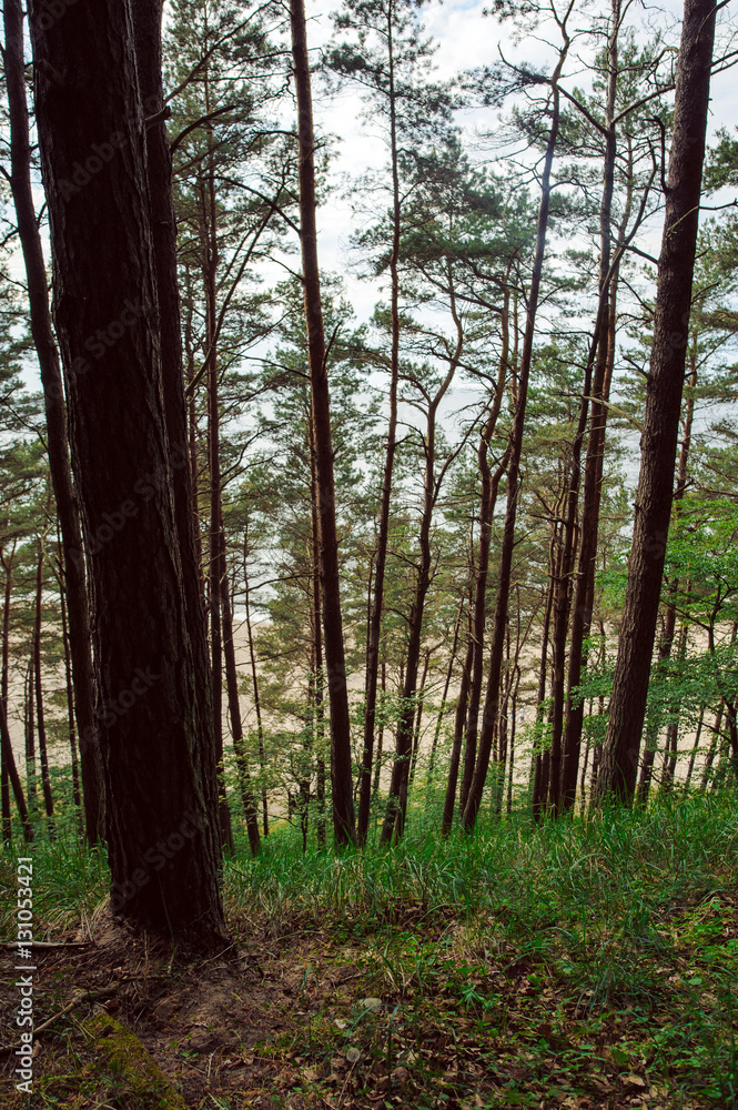 Naklejka premium path in forest
