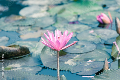 Fototapeta Naklejka Na Ścianę i Meble -  Lotus blossom flower at Hanoi, Vietnam