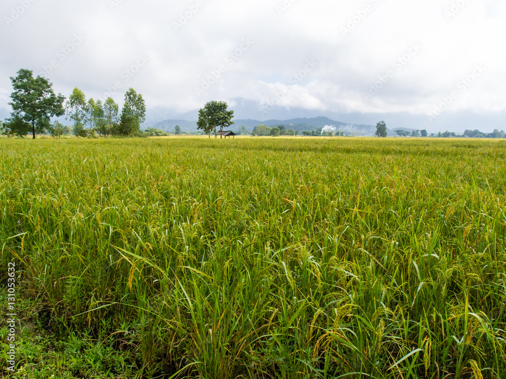 paddy rice in field paddy rice in field