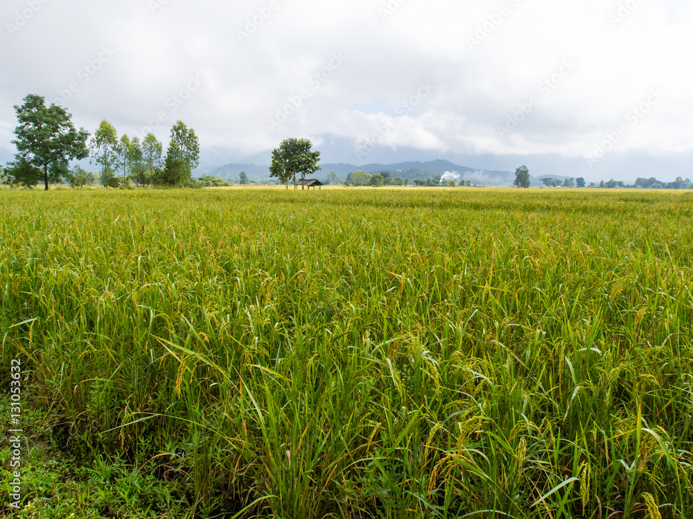 paddy rice in field