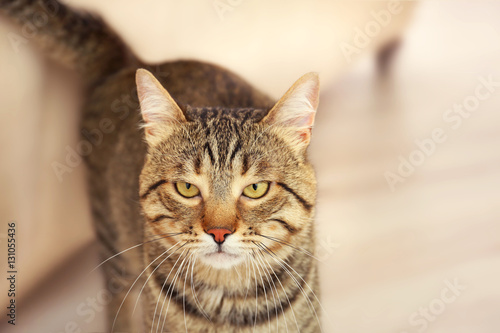 Portrait of grey tabby cat on blurred background © Africa Studio