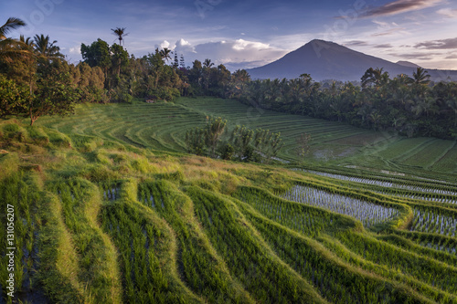 Bali Rice Fields. Wioska Belimbing na Bali oferuje jedne z najpiękniejszych i najbardziej spektakularnych tarasów ryżowych w całej Indonezji. Poranne światło to wspaniały czas na fotografowanie krajobrazu.