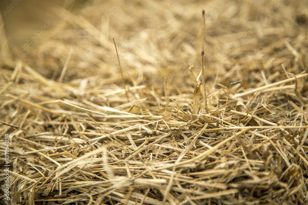 Fototapeta premium feno