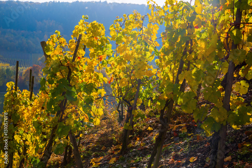 vineyard with autumnal colored grapevines