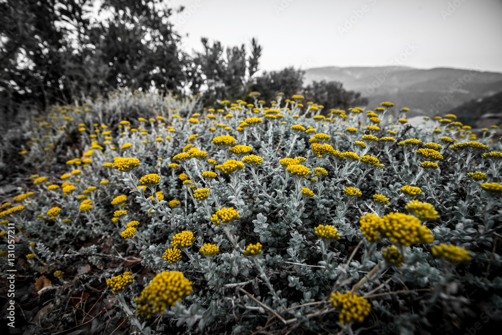 Obraz premium Flowers in the Troodos mountains