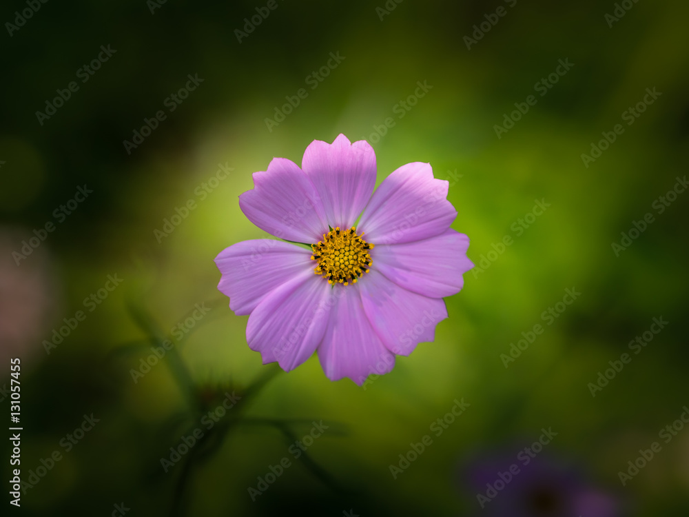 Fototapeta premium Cosmos flower. Selective focus with shallow depth of field.