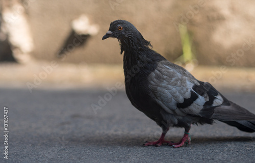 Grey city pigeon. Selective focus with shallow depth of field.