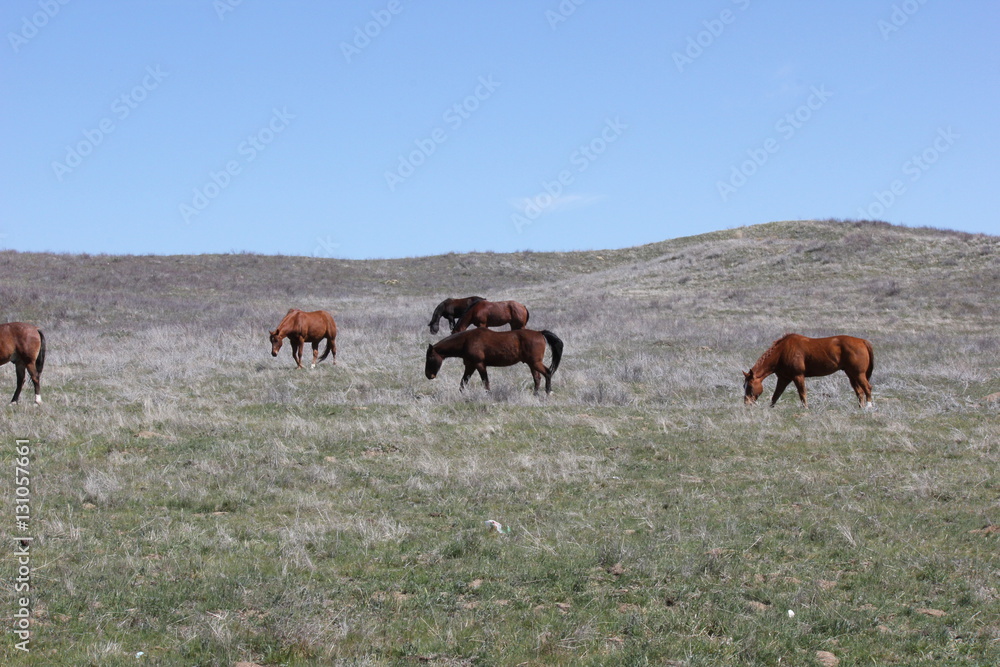 Obraz premium Horses Grazing