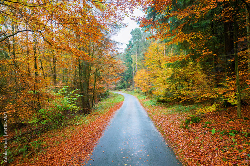 road in the autumn colored forest