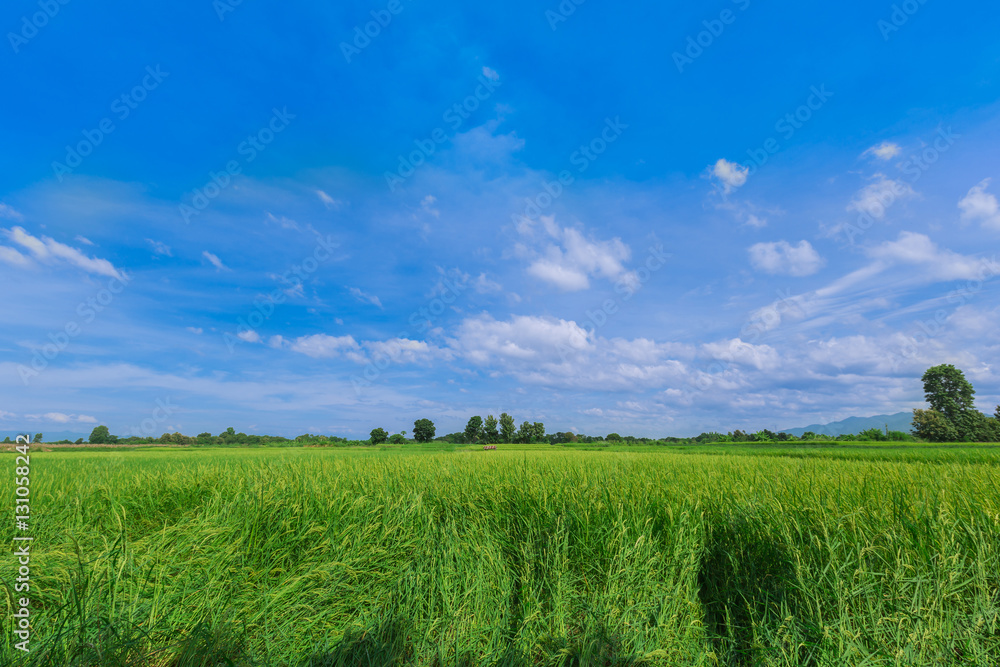 nature view of Raw rice in rice field under clouds and blue sky