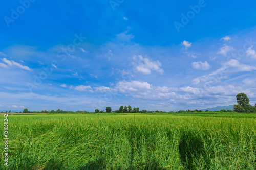 nature view of Raw rice in rice field under clouds and blue sky