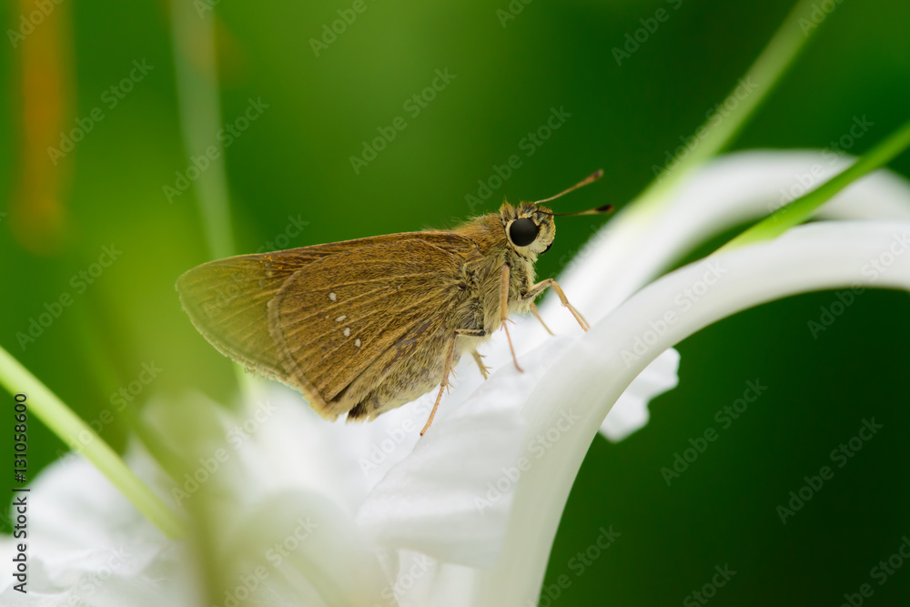 Thailand butterfly on white flower Thailand butterfly on white flower