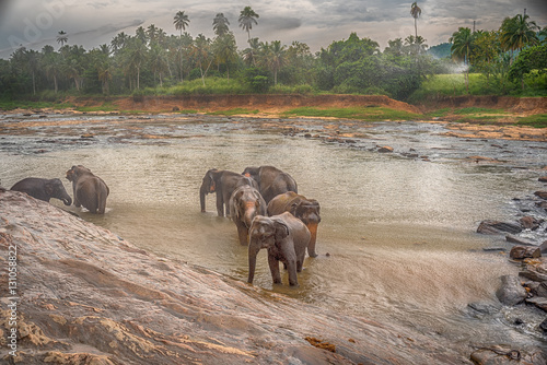 Sri lanka: group of elephants in drinking and be bathing place, Pinnawala, the largest herd of captive elephants in the world
 photo