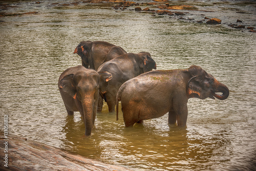 Sri lanka: group of elephants in drinking and be bathing place, Pinnawala, the largest herd of captive elephants in the world 