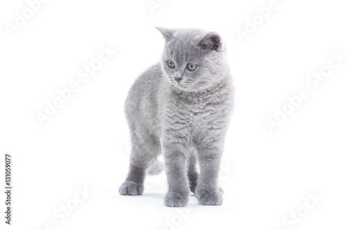 small british kitten on the white background