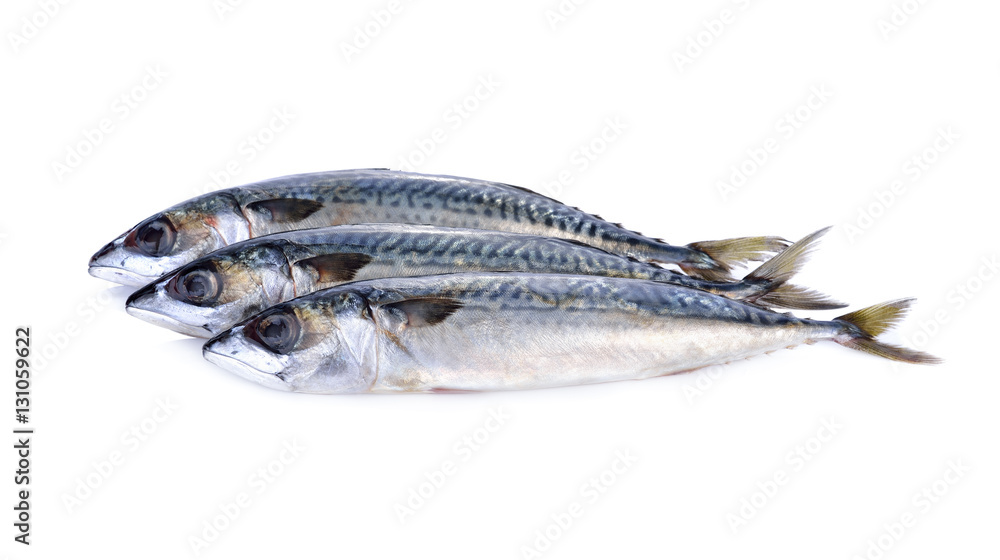 fresh pacific mackerel fish on white background fresh pacific mackerel fish on white background