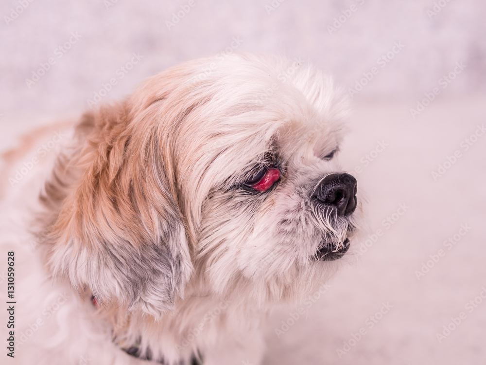 old Shih-Tzu dog with cherry eye disease old Shih-Tzu dog with cherry eye disease