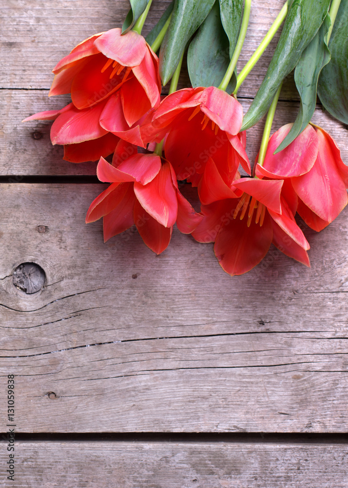 Bunch of coral tulips  on  aged  wooden background.