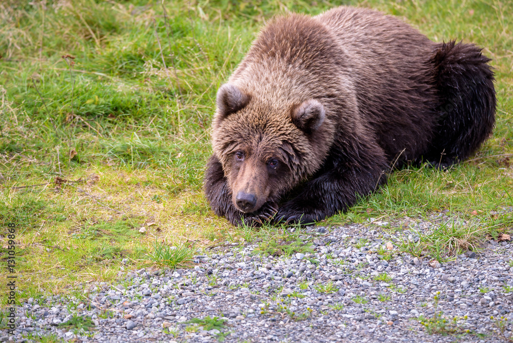 Young Alaska brown bear resting on the bank of the Brooks River
Young Alaska brown bear resting on the bank of the Brooks River