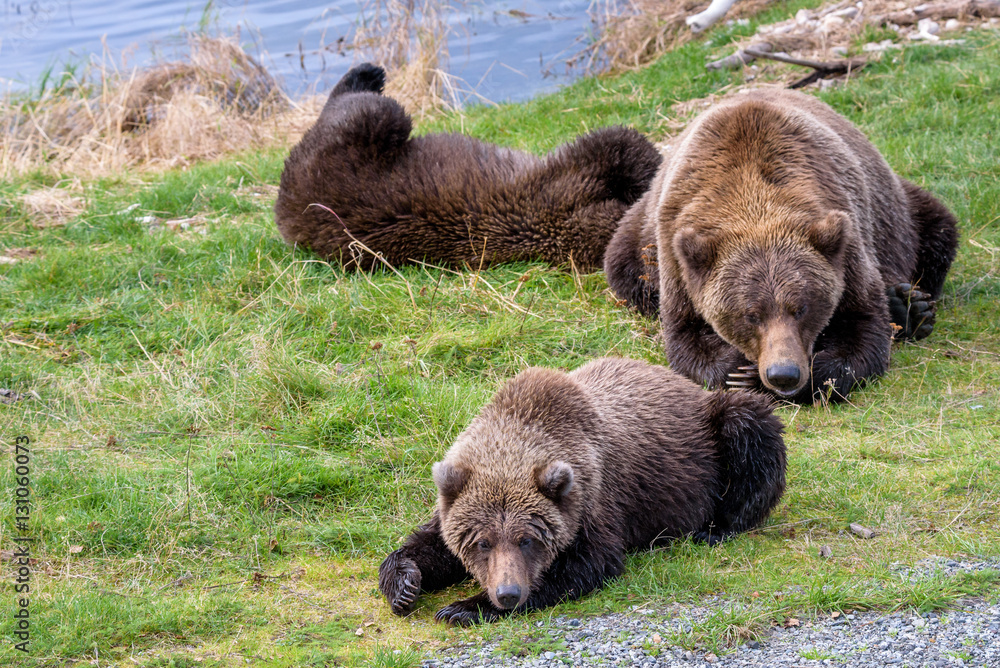 Fototapeta premium Alaska brown bear mother and cubs on the bank of the Brooks River lagoon