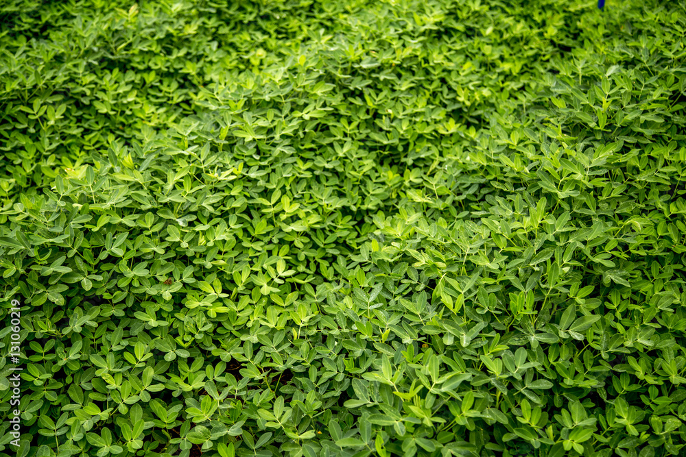 plantação plantação