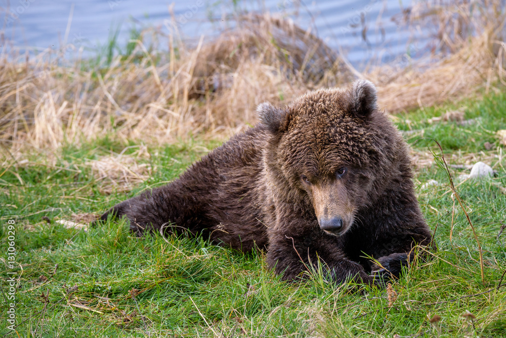 Young Alaska brown bear playing on the bank of the Brooks River
Young Alaska brown bear playing on the bank of the Brooks River