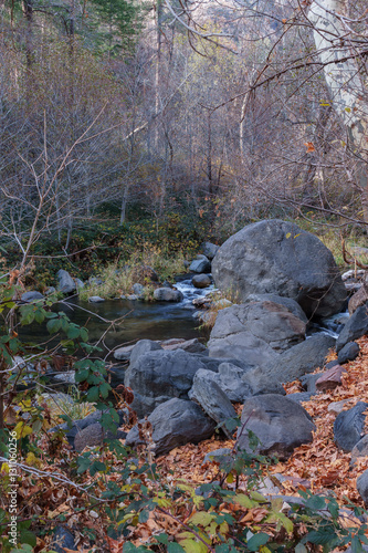 Wallpaper Mural The Leaves have fallen as another Season approaches Sedona Arizona
 Torontodigital.ca