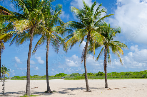 Close up of Miami Beach with Palm trees