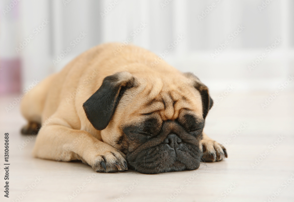 Adorable pug dog lying on floor at home