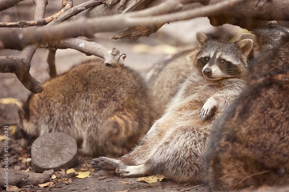 Cute funny raccoons in zoological garden Cute funny raccoons in zoological garden