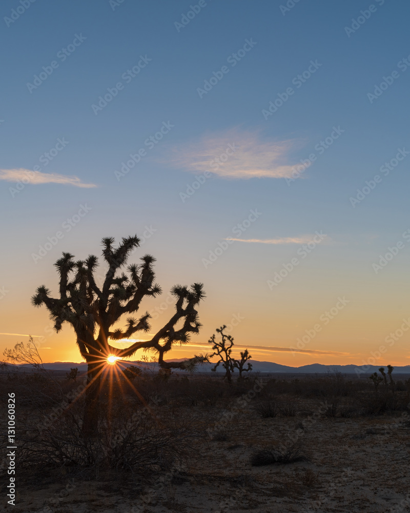 Beautiful California high desert landscape at sunset with a Joshua tree in the foreground.