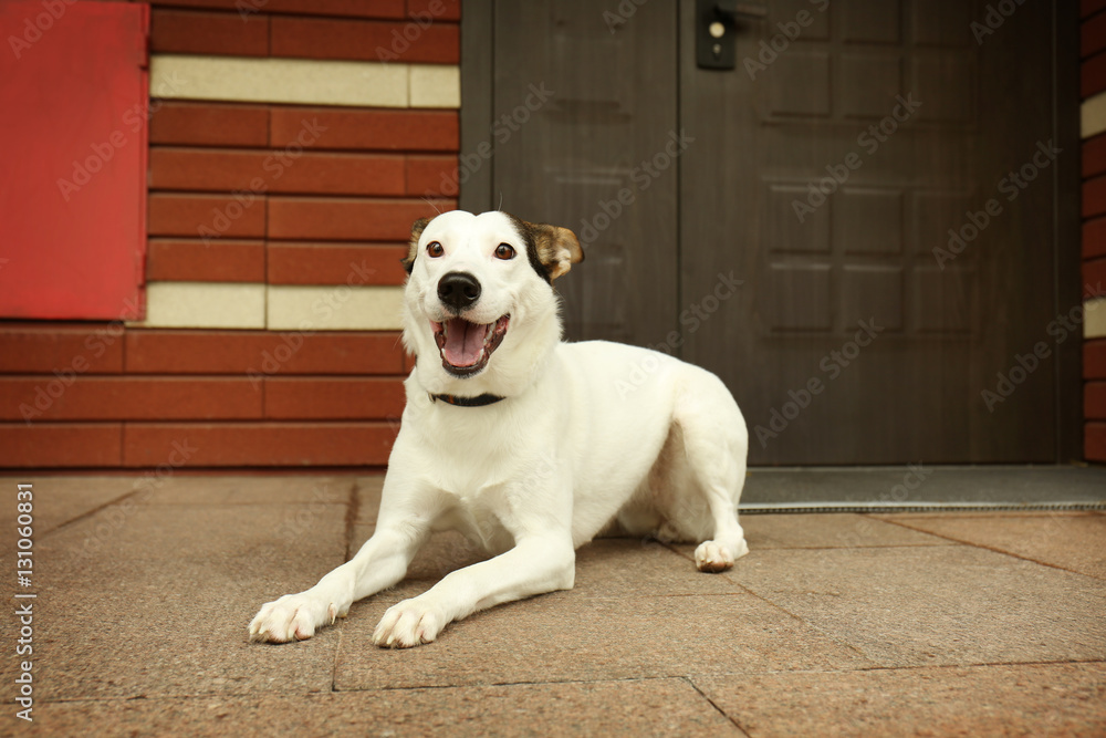 Andalusian ratonero dog outdoors near doorstep Andalusian ratonero dog outdoors near doorstep
