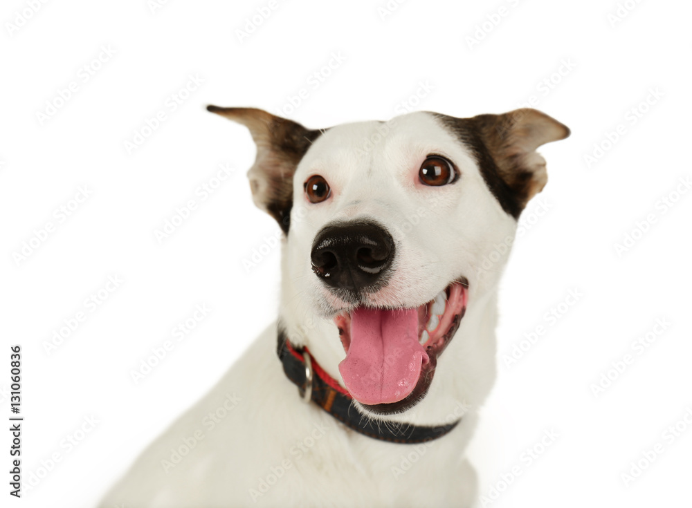 Funny Andalusian ratonero dog on white background, close up